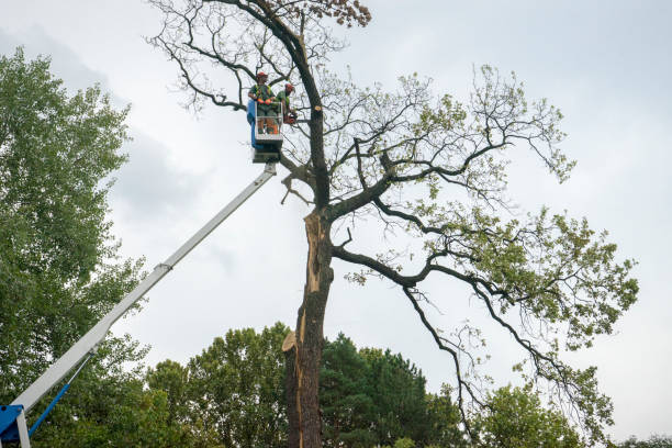 Best Local Tree Services  in Santa Ana, CA